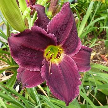 Лилейник Hemerocallis ‘Grape Velvet’ 